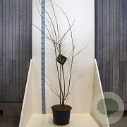 Gleditsia triacanthos inermis 225-250 cm 20L meerstammig