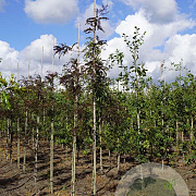 Gleditsia triac. 'Rubylace' 6-8 HO draadkluit