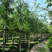 Gleditsia triac. 'Skyline' 14-16 HO draadkluit 250 cm stam