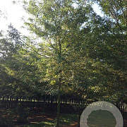 Gleditsia triac. 'Skyline' 18-20 HO draadkluit