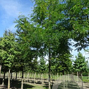 Gleditsia triac. 'Skyline' 25-30 HO draadkluit 250 cm stam