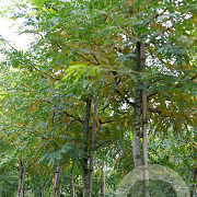 Gleditsia triac. 'Speczam' 14-16 HO draadkluit