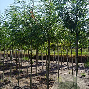 Gleditsia triac. Street Keeper 20-25 HO draadkluit 250 cm stam