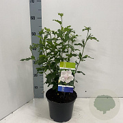 Hibiscus syr. 'Admiral Dewey' 40-50 cm 3,0L