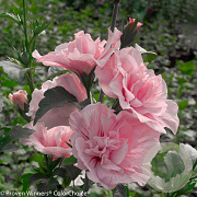 Hibiscus syr. 'Jwnwood4' 150-175 cm draadkluit struik