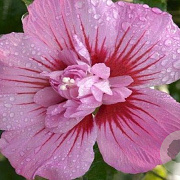 Hibiscus syr. 'Maike' 150-175 cm draadkluit struik