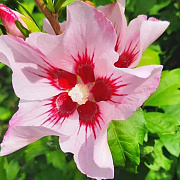 Hibiscus syr. 'Mathilde' 175-200 cm draadkluit struik op Stam