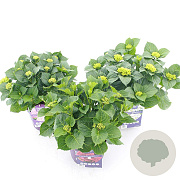 Hydrangea m. Forever & Ever Mix 30-40 cm 5,0L
