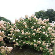Hydrangea pan. 'Limelight' 175-200 cm draadkluit struik op Stam