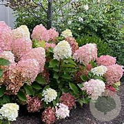 Hydrangea pan. 'Rensun' 6-8 HA draadkluit