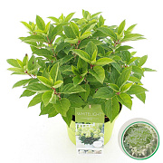 Hydrangea pan. Whitelight 35-45 cm 5,0L