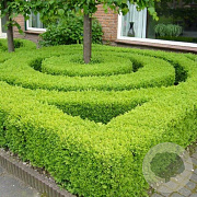 Ilex crenata Dark Star 100-125 cm draadkluit struik