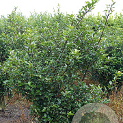 Ilex meserv. 'Blue Princess' 125-150 cm met kluit struik