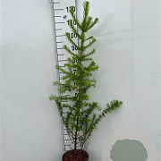 Larix kaempferi 100-125 cm 5,0L