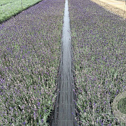 Lavandula ang. 'Hidcote' 15-20 cm C1