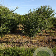 Ligustrum vulg. 'Atrovirens' 200-250 cm draadkluit struik