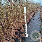 Liquidambar styraciflua 60-80 cm 5,0L