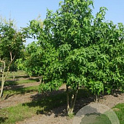 Liquidambar styraciflua 350-400 cm draadkluit meerstammig op aanvraag