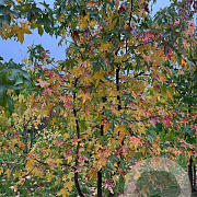 Liquidambar styraciflua 350-400 cm draadkluit meerstammig op aanvraag