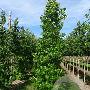 Liquidambar styraciflua 16-18 HO draadkluit geveerd