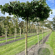 Liquidambar styraciflua 18-20 HO draadkluit dakvorm 240 cm stam
