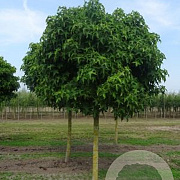 Liquidambar s. 'Gum Ball' 25-30 HO draadkluit 180 cm stam