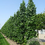 Liquidambar s. 'SlenderSilhouette' 8-10 HO draadkluit geveerd