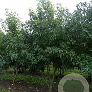 Liquidambar s. 'Worplesdon' 400-450 cm draadkluit solitair