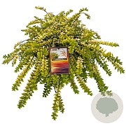 Lonicera nit. 'Golden Glow' 20-25 cm 2,0L