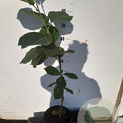 Magnolia denudata Yellow River 60-80 cm 5,0L