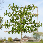 Magnolia kobus 10-12 HO draadkluit LEIVORM 200 cm stam
