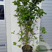 Magnolia l. 'Nigra' 150-175 cm 25L vertakt solitair
