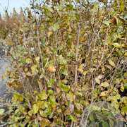 Magnolia l. 'Nigra' 175-200 cm met kluit solitair