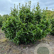 Mahoberberis 'Dart's Desire' 125-150 cm met kluit struik
