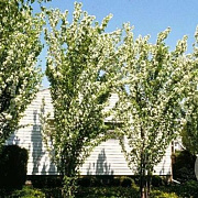 Malus baccata 'Columnaris' 14-16 HO draadkluit 250 cm stam