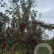 Malus 'Braendkjaer' 14-16 HO draadkluit