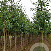 Malus 'Gorgeous' 20-25 HO draadkluit 250 cm stam