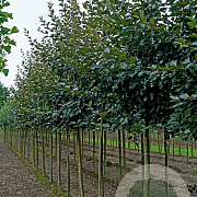Malus 'Herkenrode' 14-16 HO draadkluit