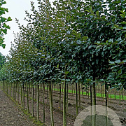 Malus 'Herkenrode' 18-20 HO draadkluit