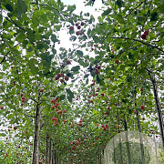 Malus 'Hyslop' 12-14 HO draadkluit