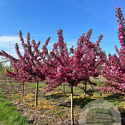 Malus 'Indian Magic' 20-25 HA draadkluit 120 cm stam
