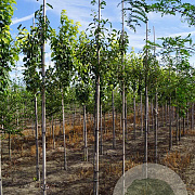 Malus micromalus 8-10 HO draadkluit