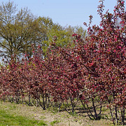 Malus 'Profusion' 350-400 cm draadkluit meerstammig op aanvraag