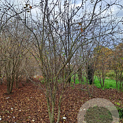 Malus 'Profusion' 300-350 cm draadkluit meerstammig