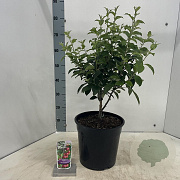 Malus 'Red Sentinel' 100-120 cm 10L