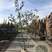 Malus 'Red Sentinel' 150-175 cm draadkluit meerstammig 80-100 breed