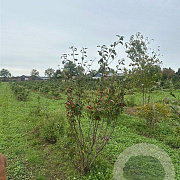 Malus 'Red Sentinel' 150-175 cm draadkluit meerstammig 80-100 breed