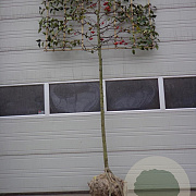 Malus 'Red Sentinel' 12-14 HO draadkluit LEIVORM 200 cm stam