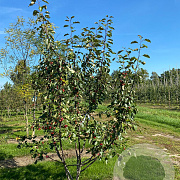 Malus 'Rudolph' 300-350 cm draadkluit meerstammig