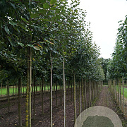 Malus 'Rudolph' 6-8 HO draadkluit